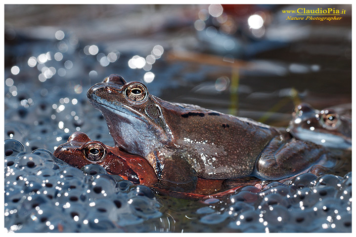 foto, rana temporaria, common frog, mating, eggs, deposizione, val d'aveto